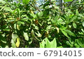 Lively leaves 67914015