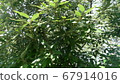 Lively leaves 67914016