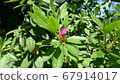 Azalea leaves and buds 67914017