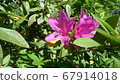 Bright pink azalea 67914018