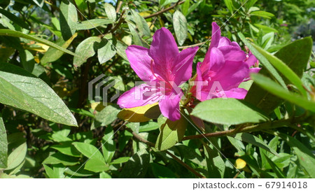 Bright pink azalea Bright pink azalea 67914018