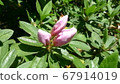 Light pink azalea 67914019