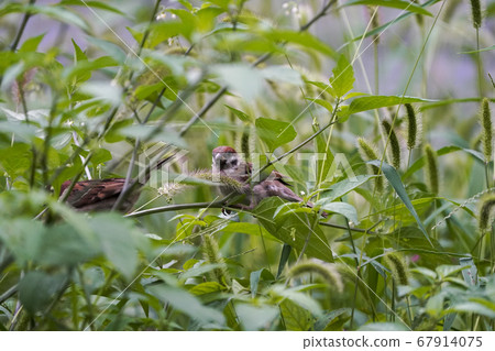 Sparrow 67914075