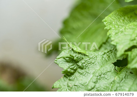 肖亮螞蚱 肖亮螞蚱 67914079
