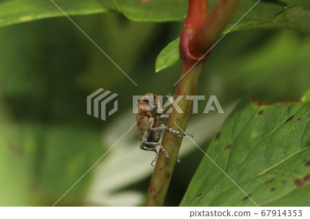 Katsuo Weevil Katsuo Weevil 67914353