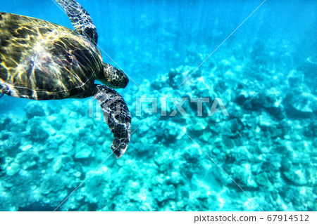 Wild green turtle diving in blue ocean waters of Hawaii. Turquoise sea background, natural wildlife Wild green turtle diving in blue ocean waters of Hawaii. Turquoise sea background, natural wildlife 67914512