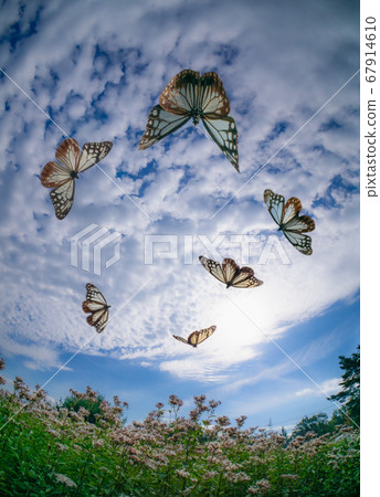 Several Asagi Madara flying in the sky Several Asagi Madara flying in the sky 67914610