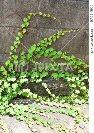 Ivy 67914903