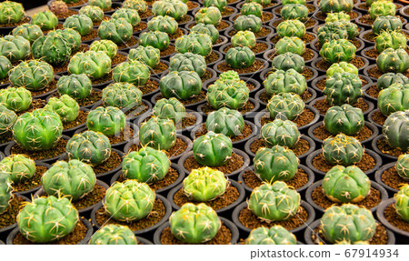 Close up of the cactus 67914934