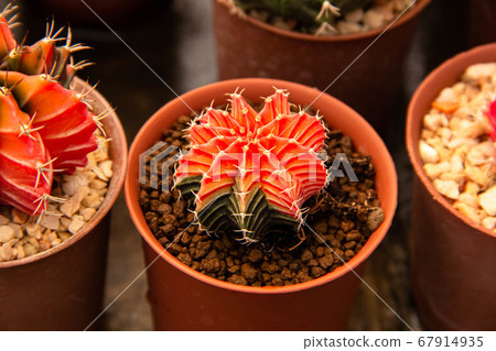 Close up of the cactus 67914935