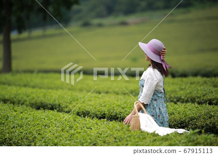 綠茶的香氣，茶園 67915113