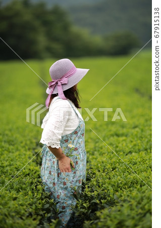 綠茶的香氣，茶園 67915138
