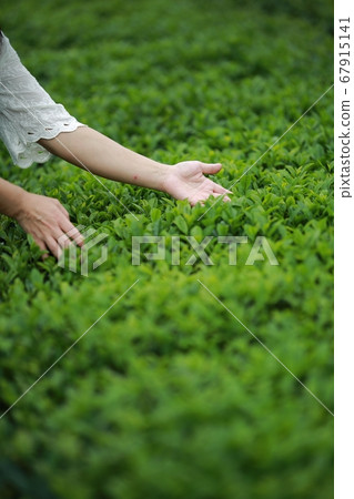 The aroma of green tea, tea garden The aroma of green tea, tea garden 67915141