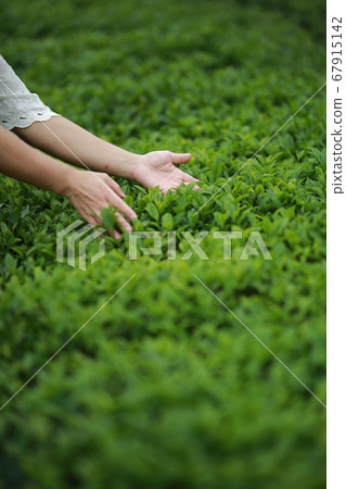 The aroma of green tea, tea garden The aroma of green tea, tea garden 67915142