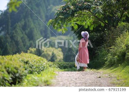 綠茶的香氣，茶園 67915199