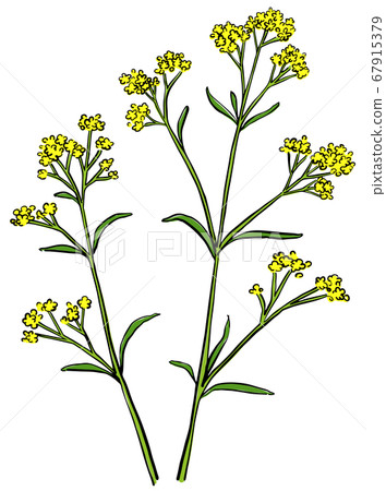 秋天的七種草藥Shirohana圖 秋天的七種草藥Shirohana圖 67915379