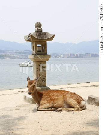 Miyajima Itsukushima Shrine Aki Hiroshima 67915400
