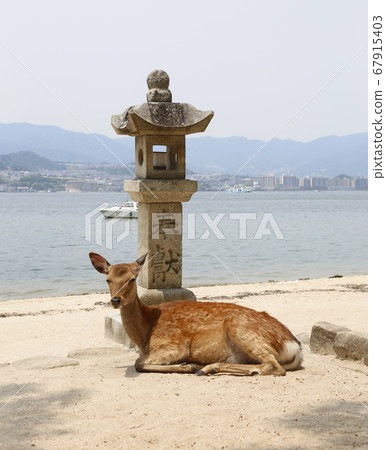 Miyajima Itsukushima Shrine Aki Hiroshima Miyajima Itsukushima Shrine Aki Hiroshima 67915403