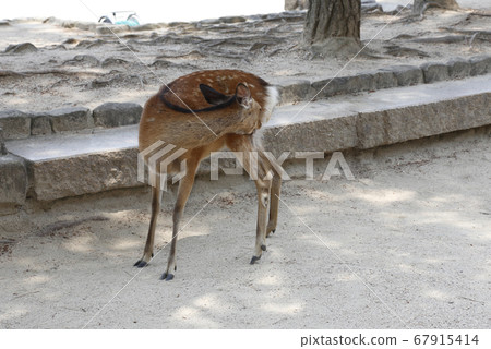 Miyajima Itsukushima Shrine Aki Hiroshima Miyajima Itsukushima Shrine Aki Hiroshima 67915414