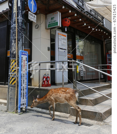 Miyajima Itsukushima Shrine Aki Hiroshima Miyajima Itsukushima Shrine Aki Hiroshima 67915425