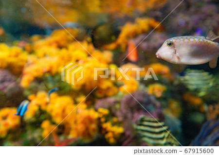 [Fashionable material] Aquarium with tropical fish 67915600