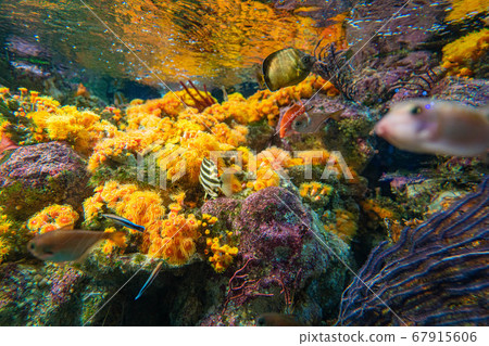 [時尚材料]帶有熱帶魚的水族館 67915606