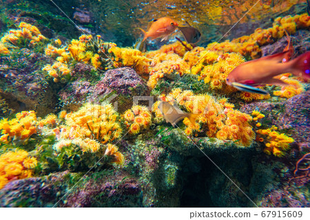 [Fashionable material] Aquarium with tropical fish 67915609