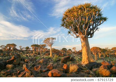 Aloe Forest in Keetmanshoop, Namibia 67915729