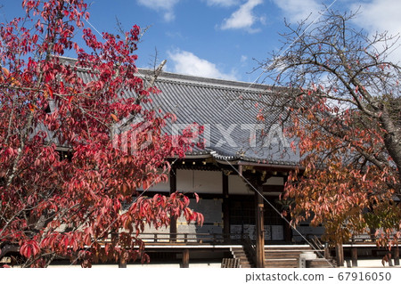 Autumn view of Ninnaji Temple 67916050