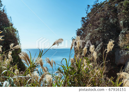 [Landscape Material] At Enoshima, Japanese pampas grass, sea and horizon 67916151