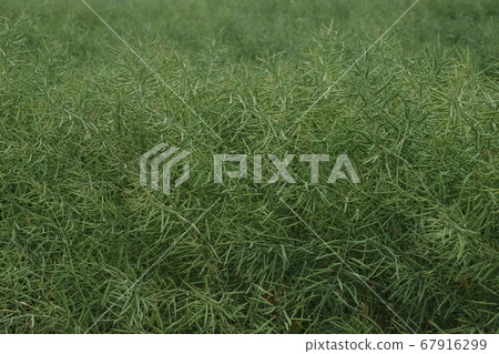 Cultivation of rapeseed crops. Cultivation of rapeseed crops. 67916299