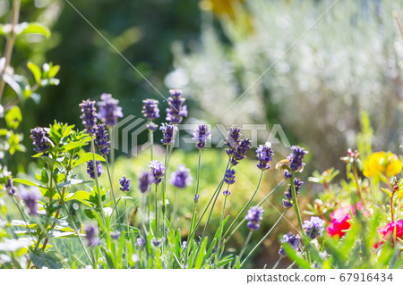 Lavender Lavender 67916434