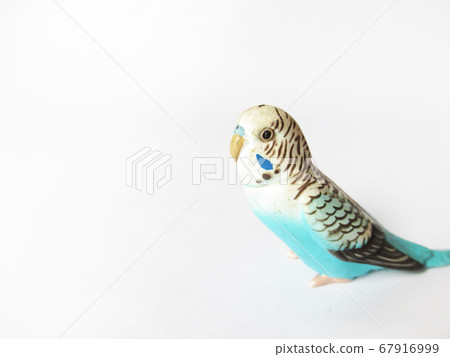 Budgerigar figure Budgerigar figure 67916999