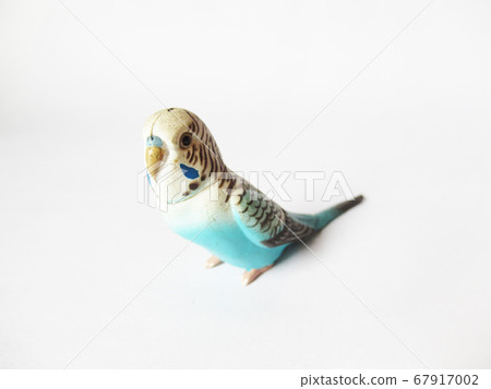 虎皮鸚鵡圖 67917002