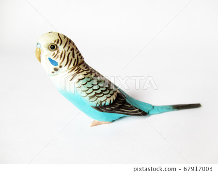 虎皮鸚鵡圖 67917003