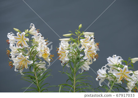 Mountain lily flowers blooming in summer village mountains Mountain lily flowers blooming in summer village mountains 67917033