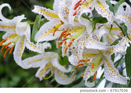 Mountain lily flowers blooming in summer village mountains Mountain lily flowers blooming in summer village mountains 67917036