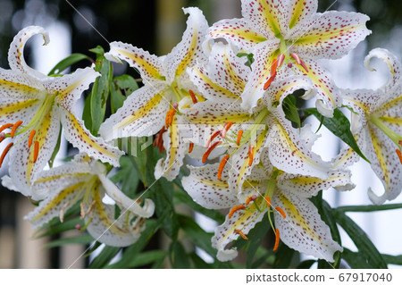 Mountain lily flowers blooming in summer village mountains Mountain lily flowers blooming in summer village mountains 67917040