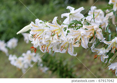 Mountain lily flowers blooming in summer village mountains Mountain lily flowers blooming in summer village mountains 67917042