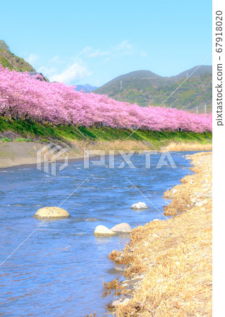 川津櫻 川津町 軟焦點 照片素材 圖片 圖庫