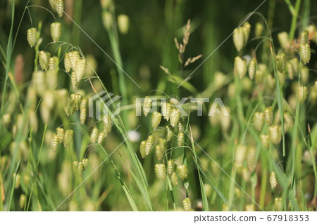 Madder beetle Madder beetle 67918353