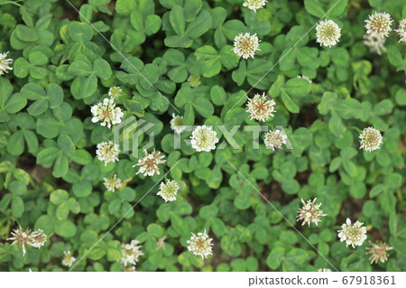 White clover White clover 67918361