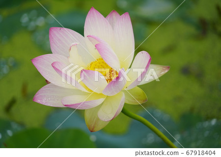 Lotus flower in Gwangok-ji, Buheung-dong, Siheung-si, Gyeonggi-do, Korea 67918404