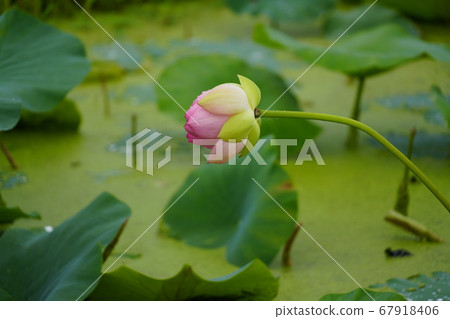 Lotus flower in Gwangok-ji, Buheung-dong, Siheung-si, Gyeonggi-do, Korea 67918406