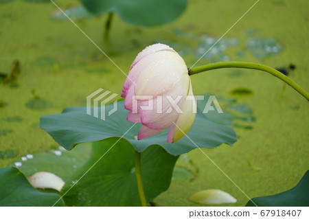 Lotus flower in Gwangok-ji, Buheung-dong, Siheung-si, Gyeonggi-do, Korea 67918407