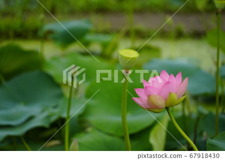 韓國京畿道始興市Buheung-dong Gwangok-ji的蓮花 67918430