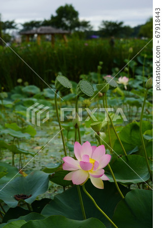 韓國京畿道始興市Buheung-dong Gwangok-ji的蓮花 67918443