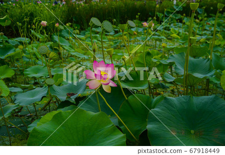 韓國京畿道始興市Buheung-dong Gwangok-ji的蓮花 67918449