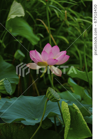 韓國京畿道始興市Buheung-dong Gwangok-ji的蓮花 67918450