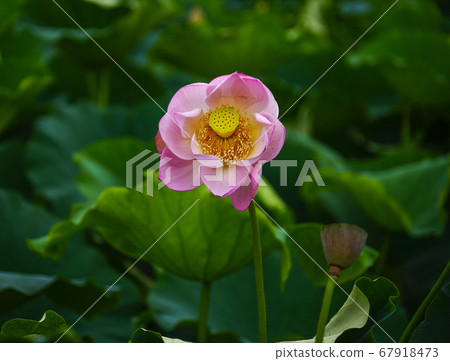 韓國京畿道始興市Buheung-dong Gwangok-ji的蓮花 67918473